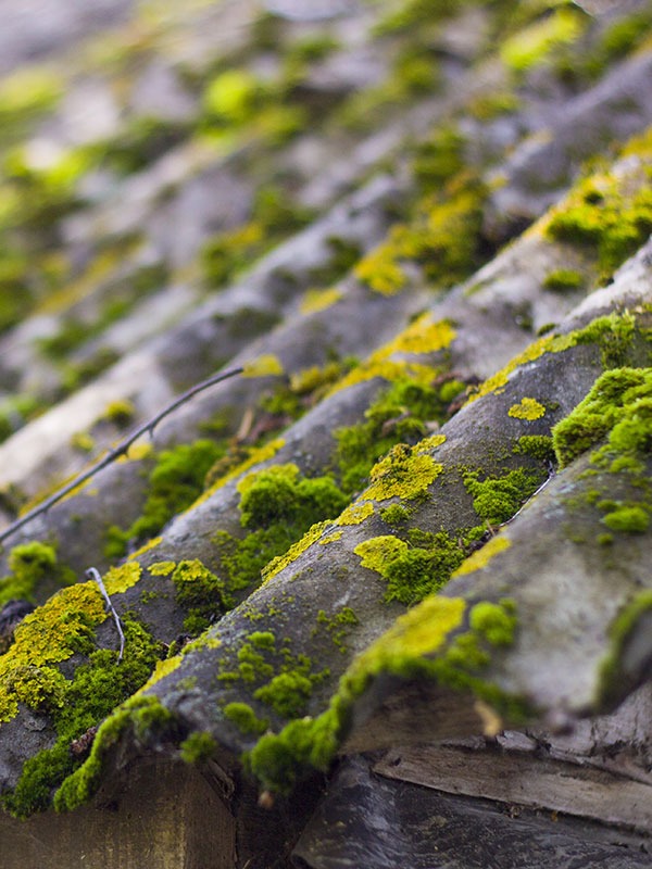 DALEP PE Traitement Prêt à l'Emploi - Fût 200L - DALEP - 1.01.0004.08