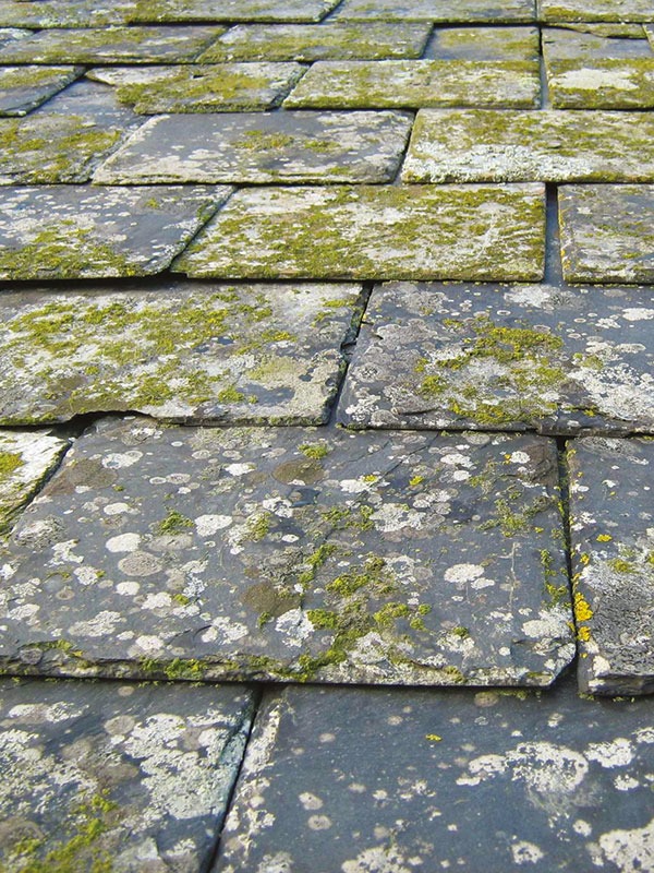 Traitement Ultra Concentré DALEP UC - Bidon 1 L - 1.01.0008.01