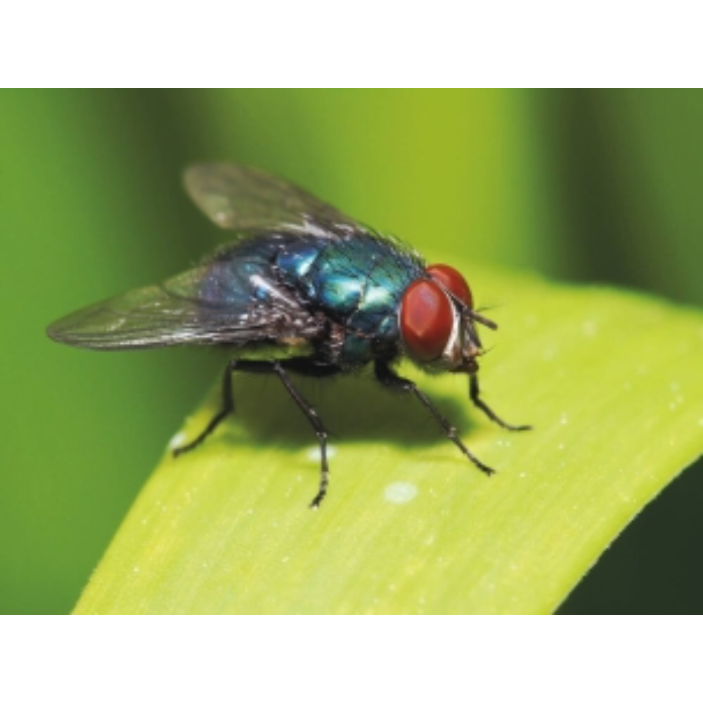 AEROSOL INSECTICIDE VOLANT 500ML NET - KARZHAN - 60005