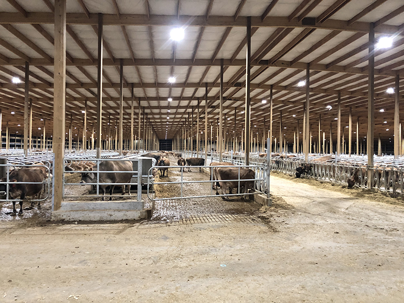 Cloche industrielle led 100w 14500lm BUISARD - 714532