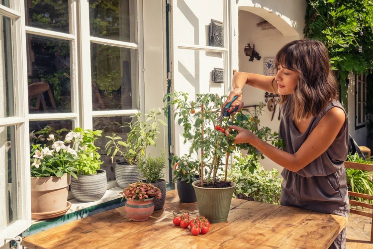 Sécateur FreshCut Set - GARDENA - 12212-36