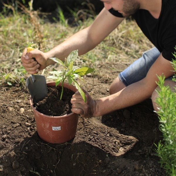 Transplantoir à dents manche bi-matière duopro - LEBORGNE - 449170