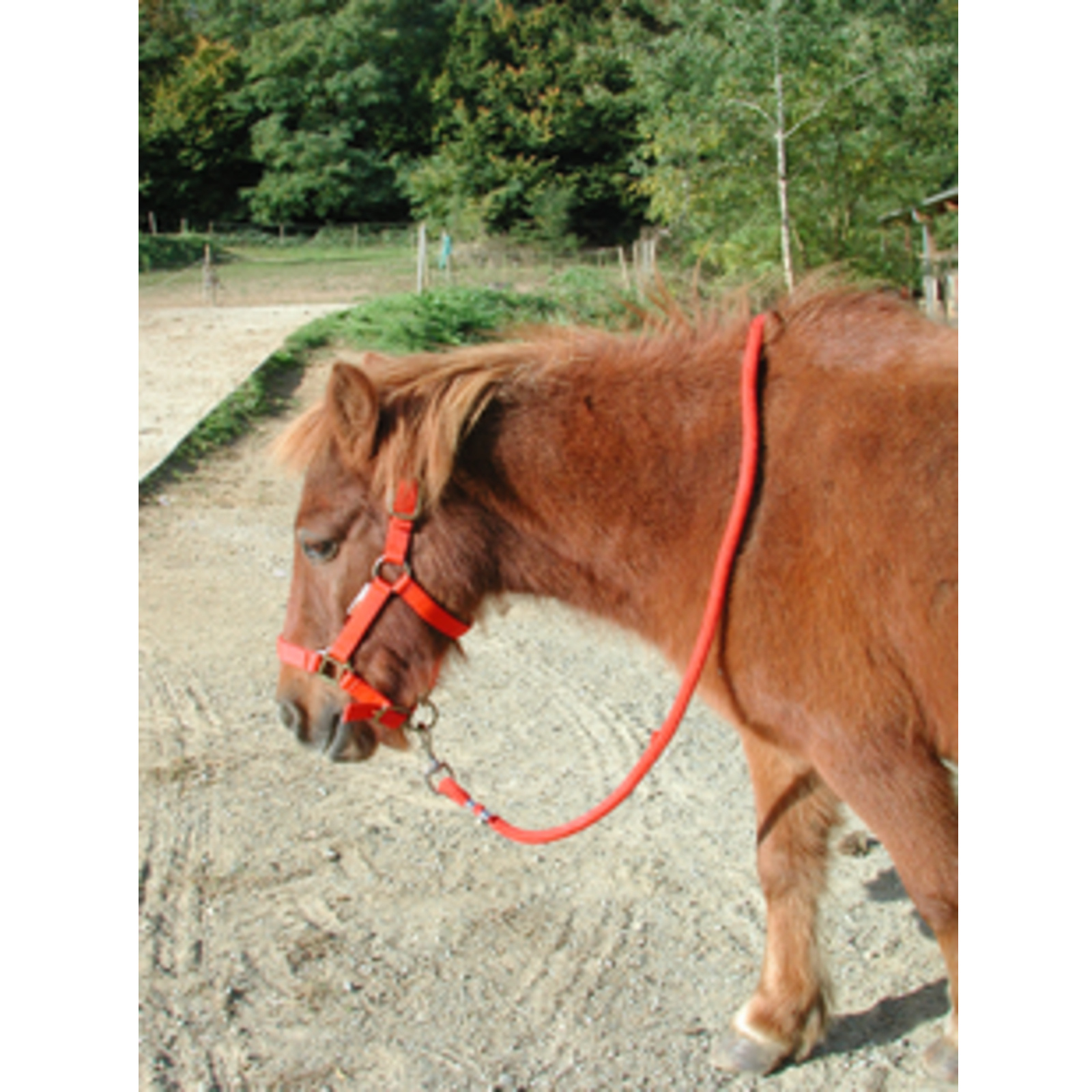 Licol Doublé Cuir Poney Rouge LACME - 805000