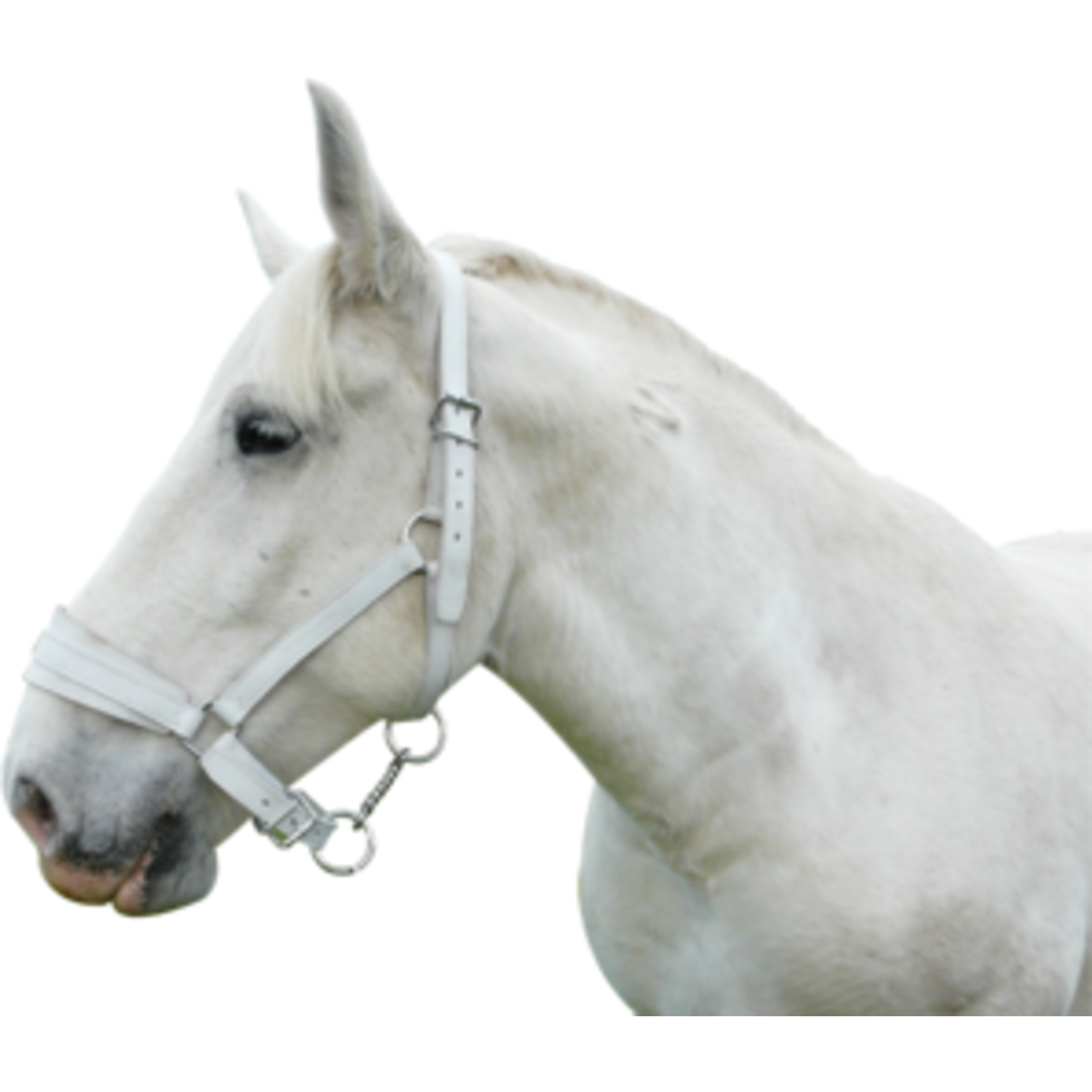 Licol Cuir Chrome Cheval De Trait Blanc LACME - 809000