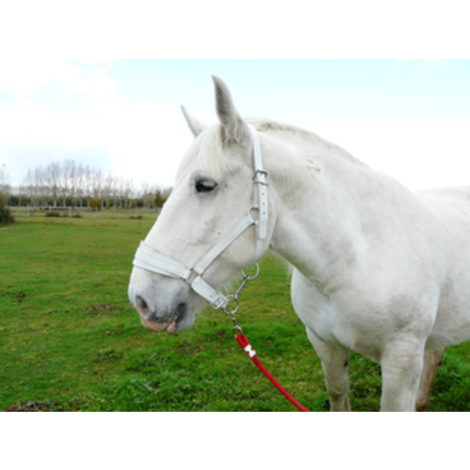 Licol Cuir Chrome Cheval De Trait Blanc LACME - 809000