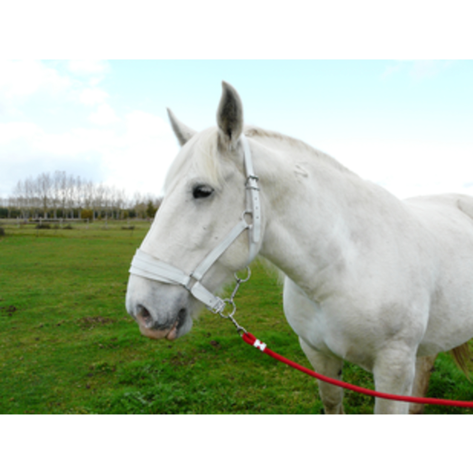Licol Cuir Chrome Cheval De Trait Blanc LACME - 809000
