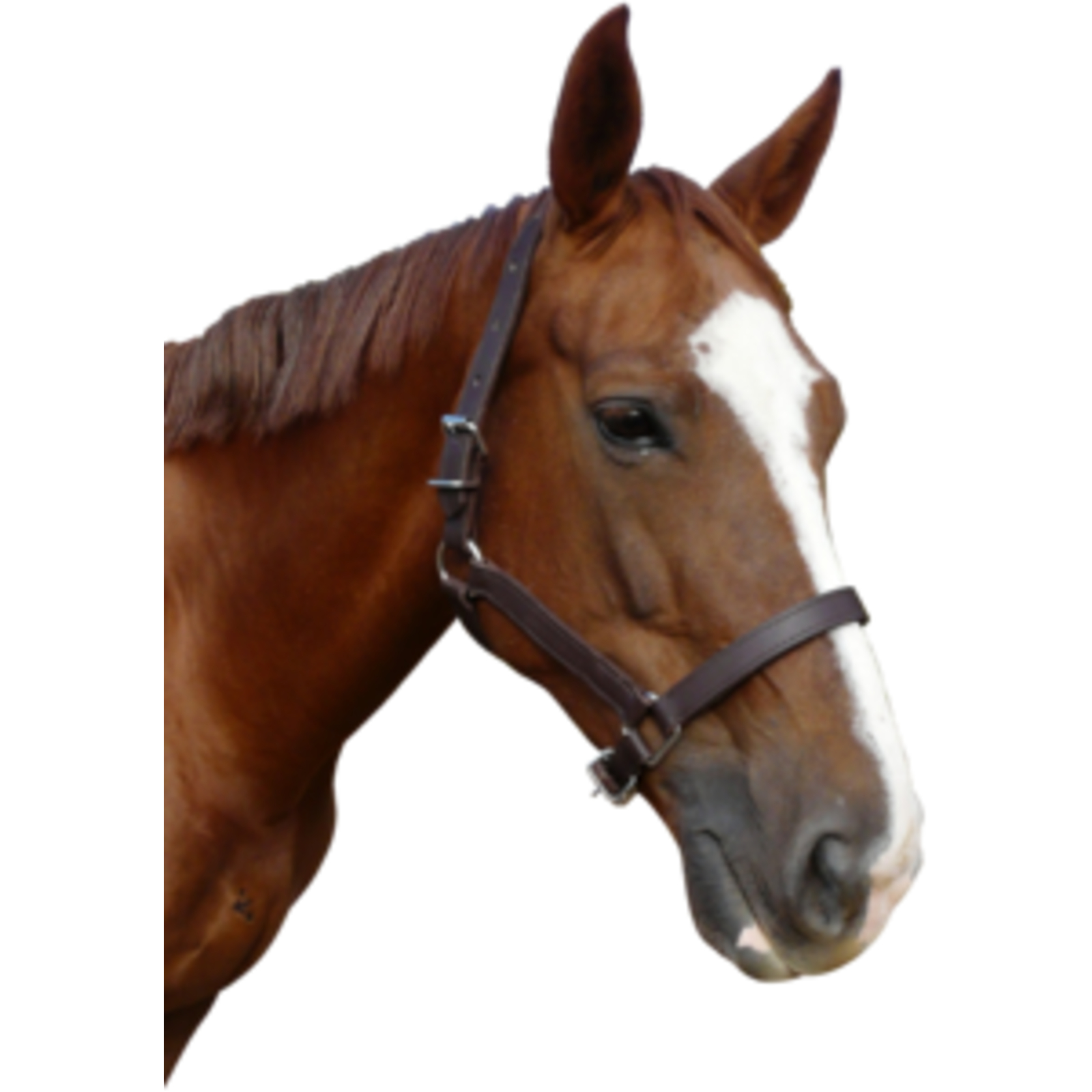 Licol Cuir Chrome Cheval Marron LACME - 809651