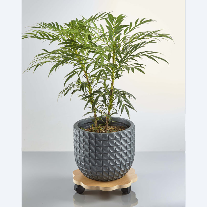 Plateau Tournant en Hêtre en Forme de Fleur Ø 30cm - MOTTEZ - B730VHE