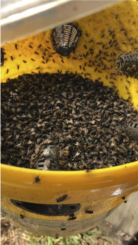 Piège à mouches flybuster avec seau de 10l et activateur ZAPI FARM - 60135