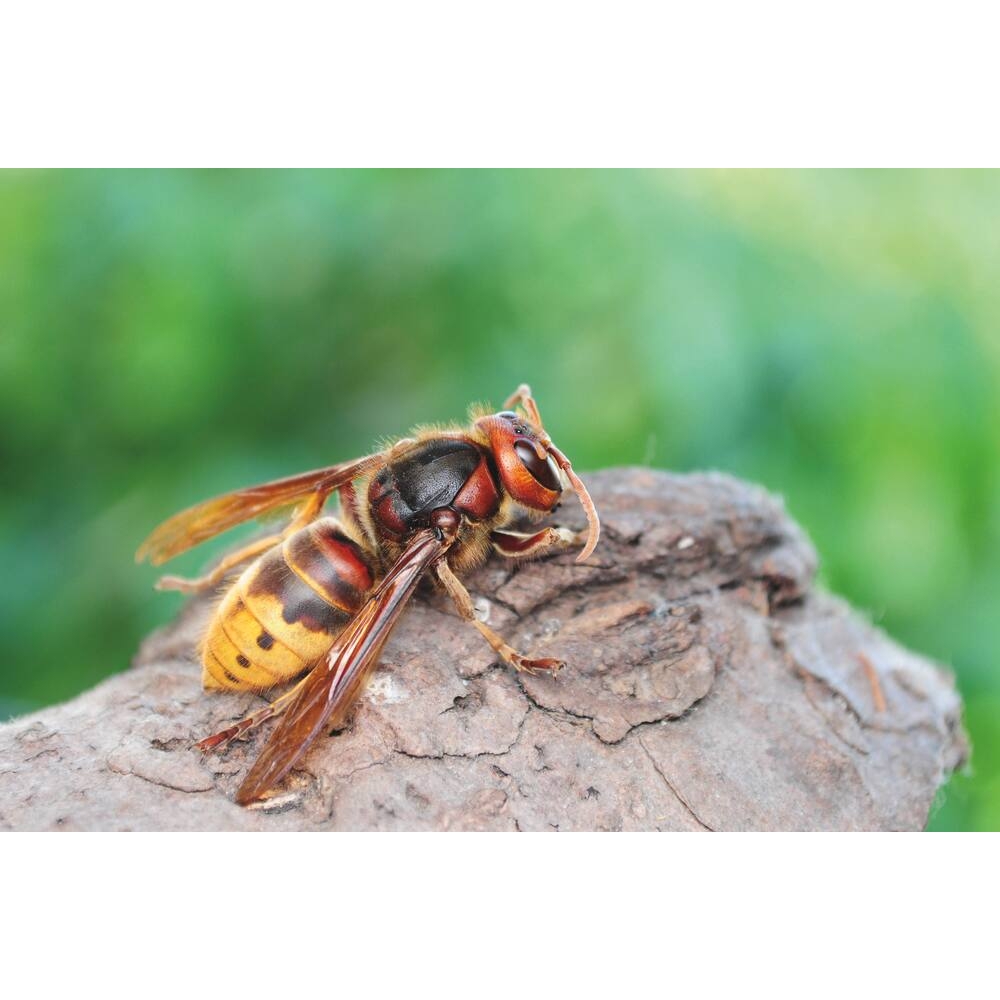 Insecticide CHOC GUEPES-FRELONS - aérosol de 750ml KARZHAN - 10058