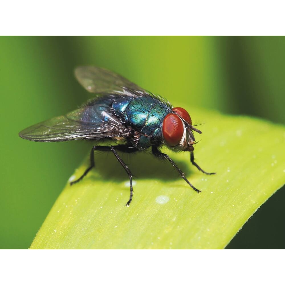 Insecticide CHOC INSECTES VOLANTS - aérosol de 500ml KARZHAN - 60005