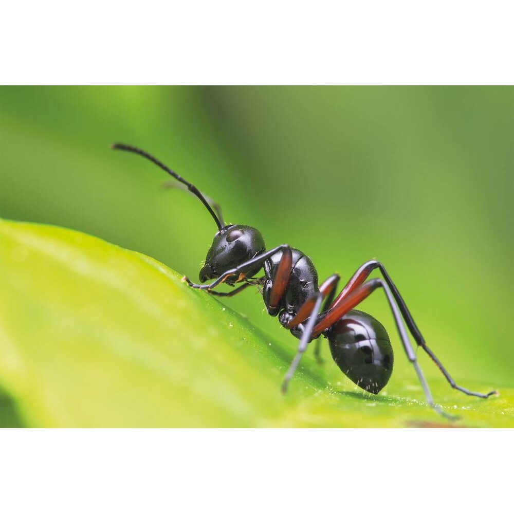 Insecticide CHOC INSECTES RAMPANTS - aérosol de 500ml KARZHAN - 60015