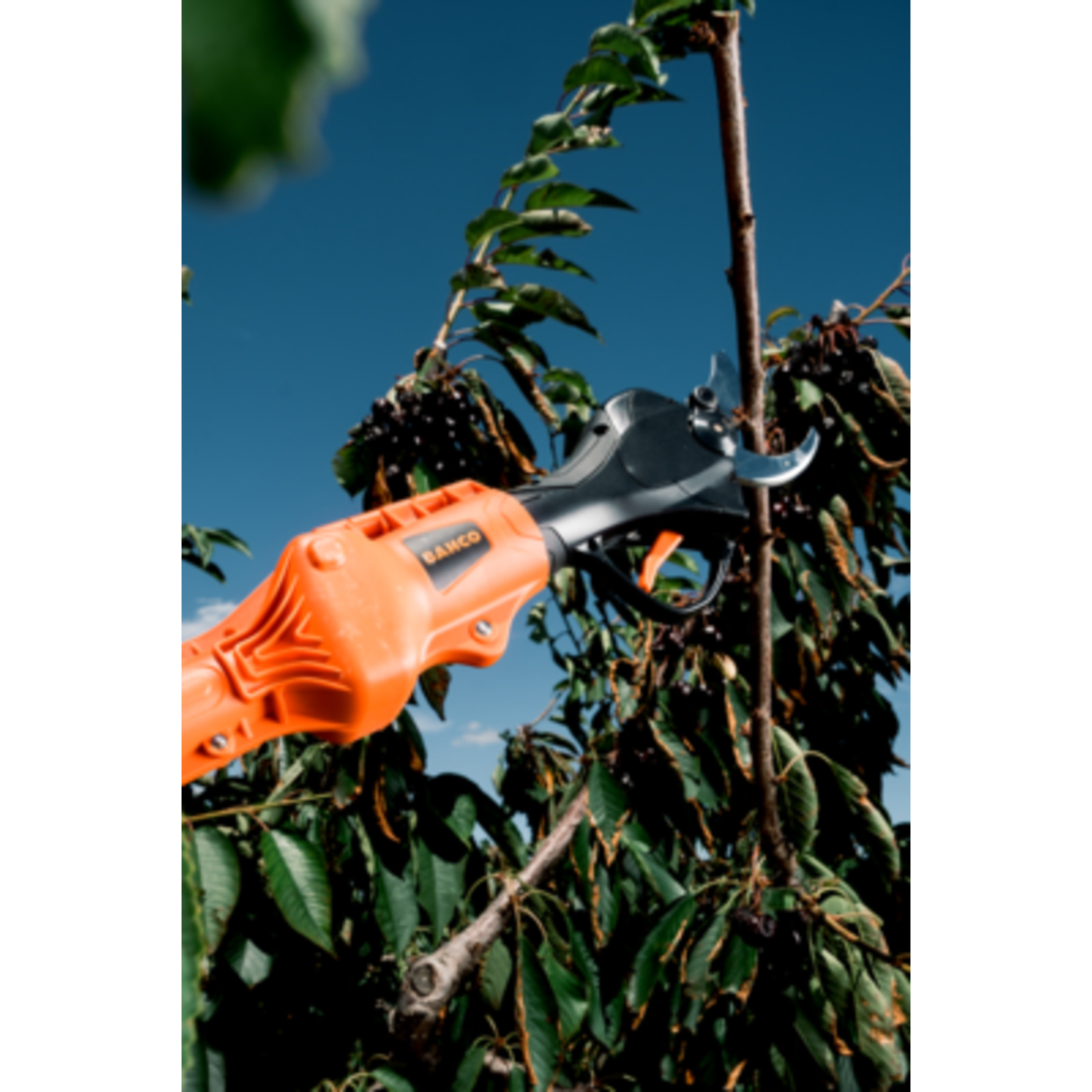 Perche télescopique 1500-2200 mm pour sécateur BCL240 aluminium BAHCO - BCL25TP