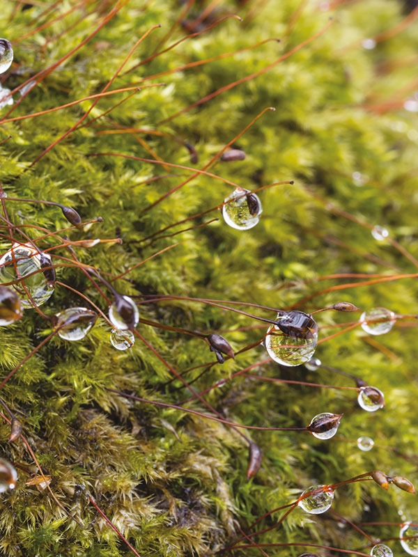 Traitement Fongicide & Hydrofuge DALEP HF Prêt à l'Emploi - Bidon 5 L - 1.01.0010.03