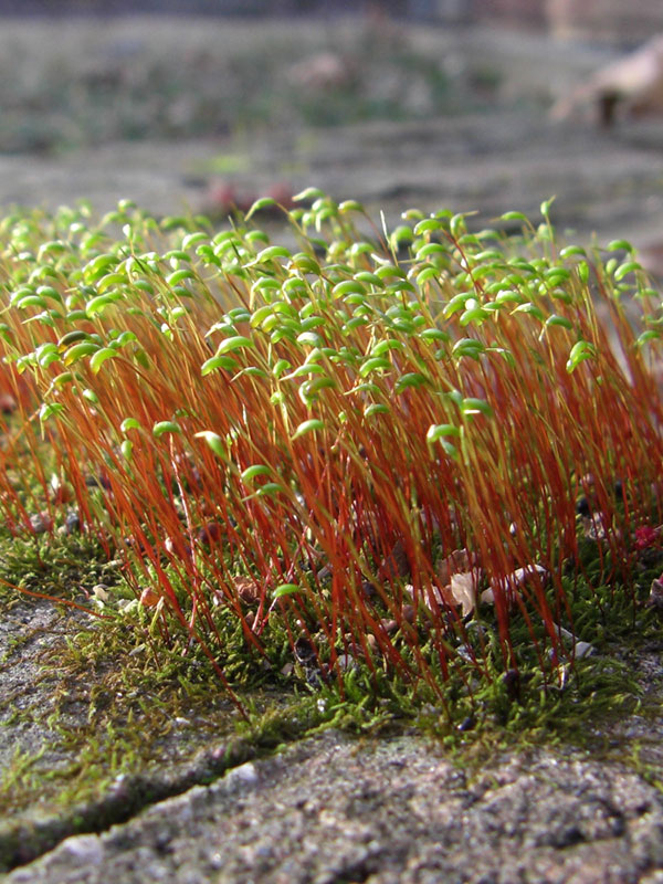 Traitement DALEP TT Toitures-Terrasses Prêt à l'Emploi - Bidon 5 L - 1.01.0012.03