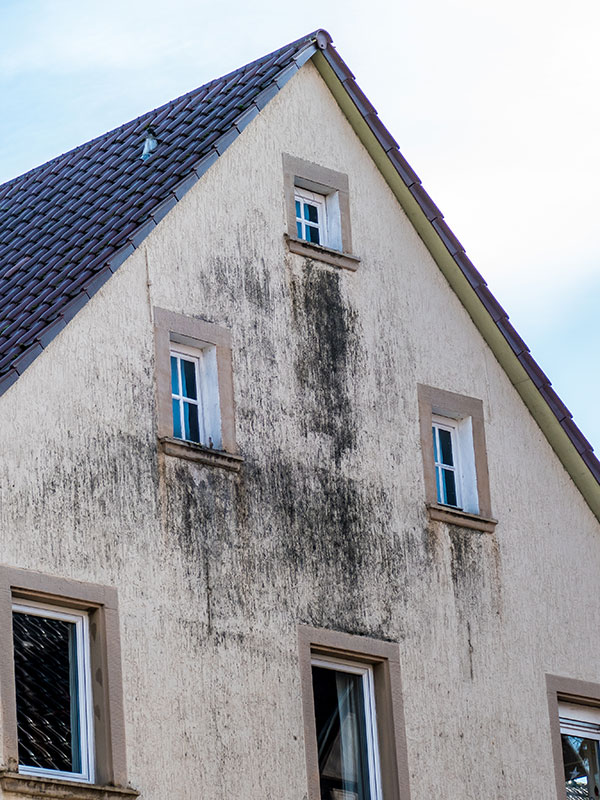 D'BOOST Additif Détergent pour Fongicides et Algicides - Bidon 20L - DALEP - 1.01.0013.06