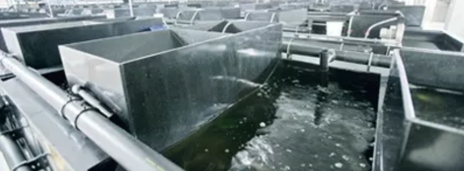 Pisciculture : nettoyage et désinfection des bassins et cuves alevins