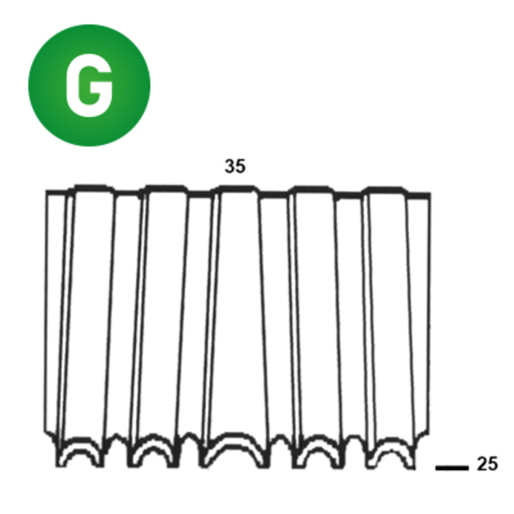 5000 AGRAFES CROCO WN-25 / 35 - ASLAFIX - 6WN251